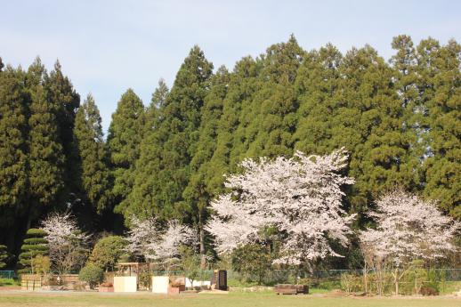 校内の桜